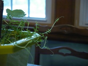 The plant branches out from the root and the pot. 