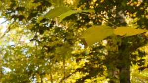 Tree leaves still green.