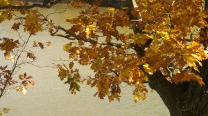 The colours of fall.