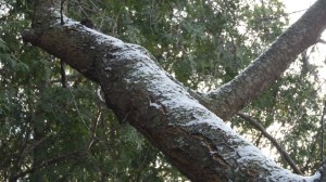 Snow resting on the tree branches. 