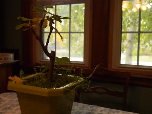 As you can see, the image is quite yellow. It's clear that the photo isn't properly white balanced. 