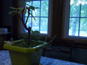 The photo has a blue tinge in it. This tells you that you need to white balance. 