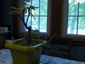 This is the closest you'll get to a well white balanced photo. It might not seem 100% but the green is brighter in this photo and there's no blue ting to the light coming in. 