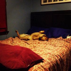 Max, my writing buddy.